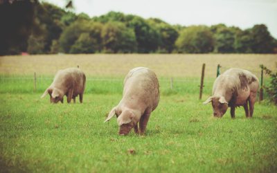 Viandes de l’Est dans le magazine Vitalité Économique!